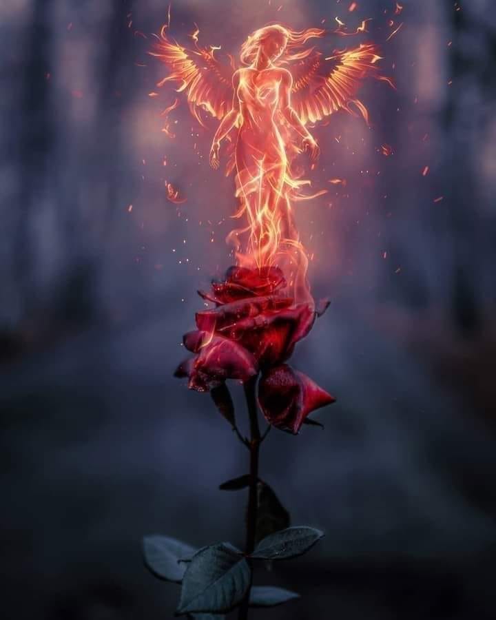 Sacred Rose Fire