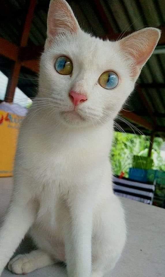 Beautiful Kitty