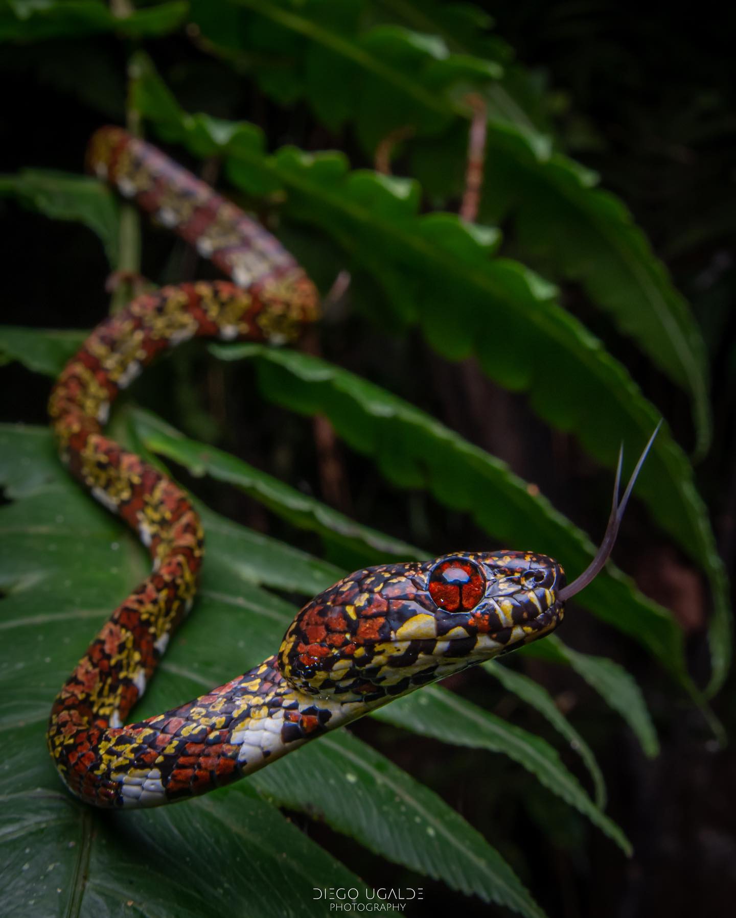 Costa Rican snail eater