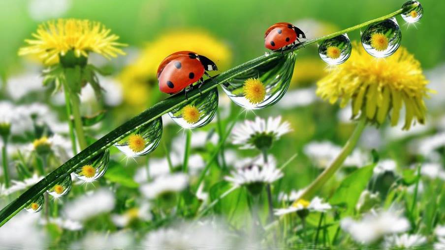 Ladybugs