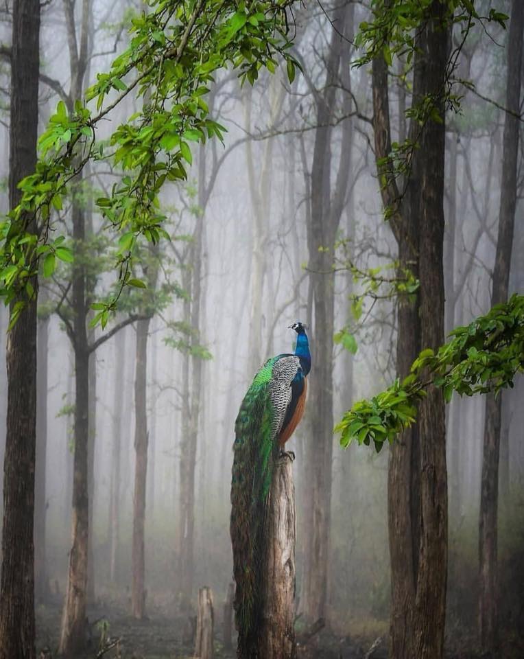 Peacock Forest