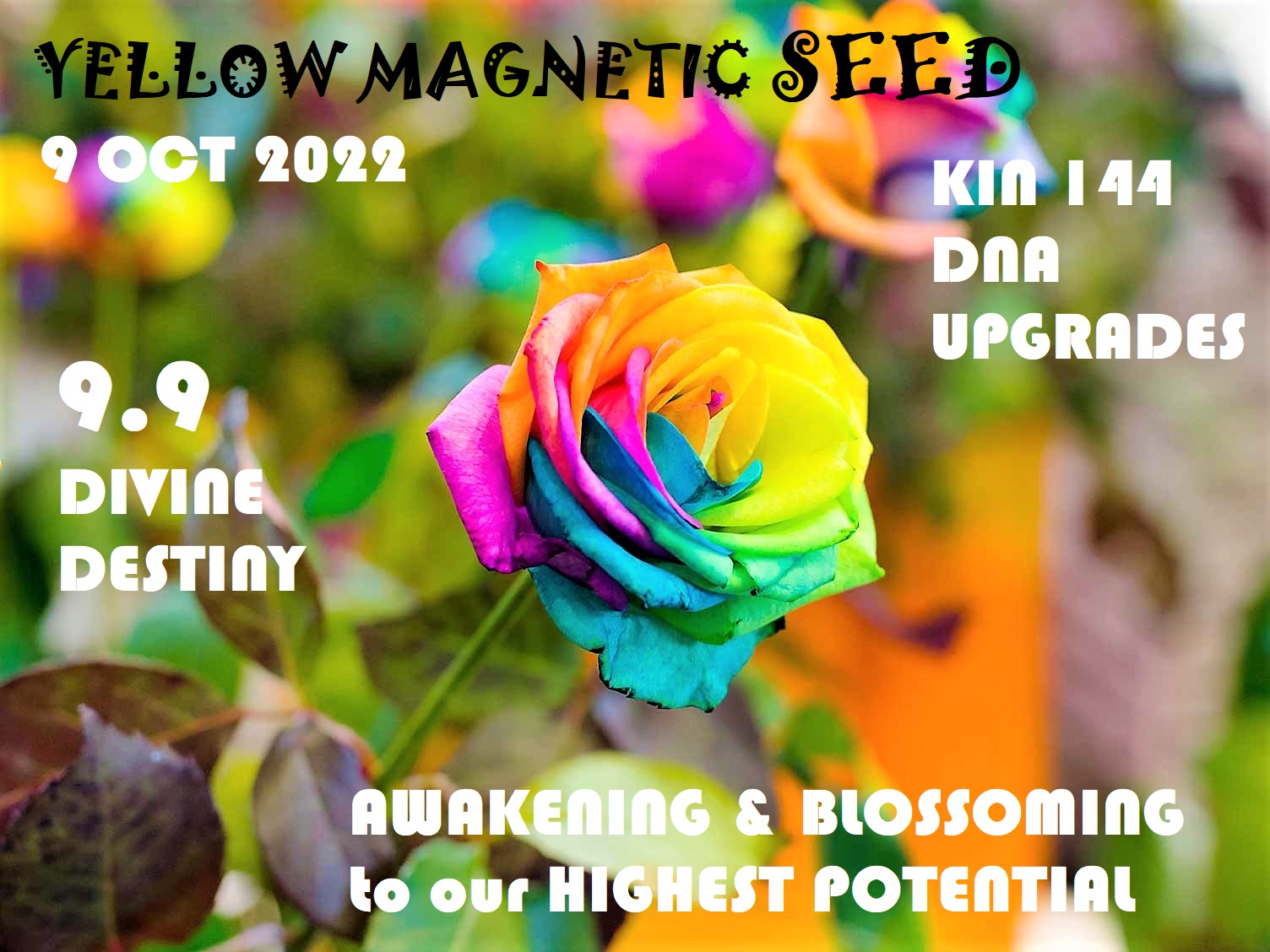 YELLOW MAGNETIC SEED