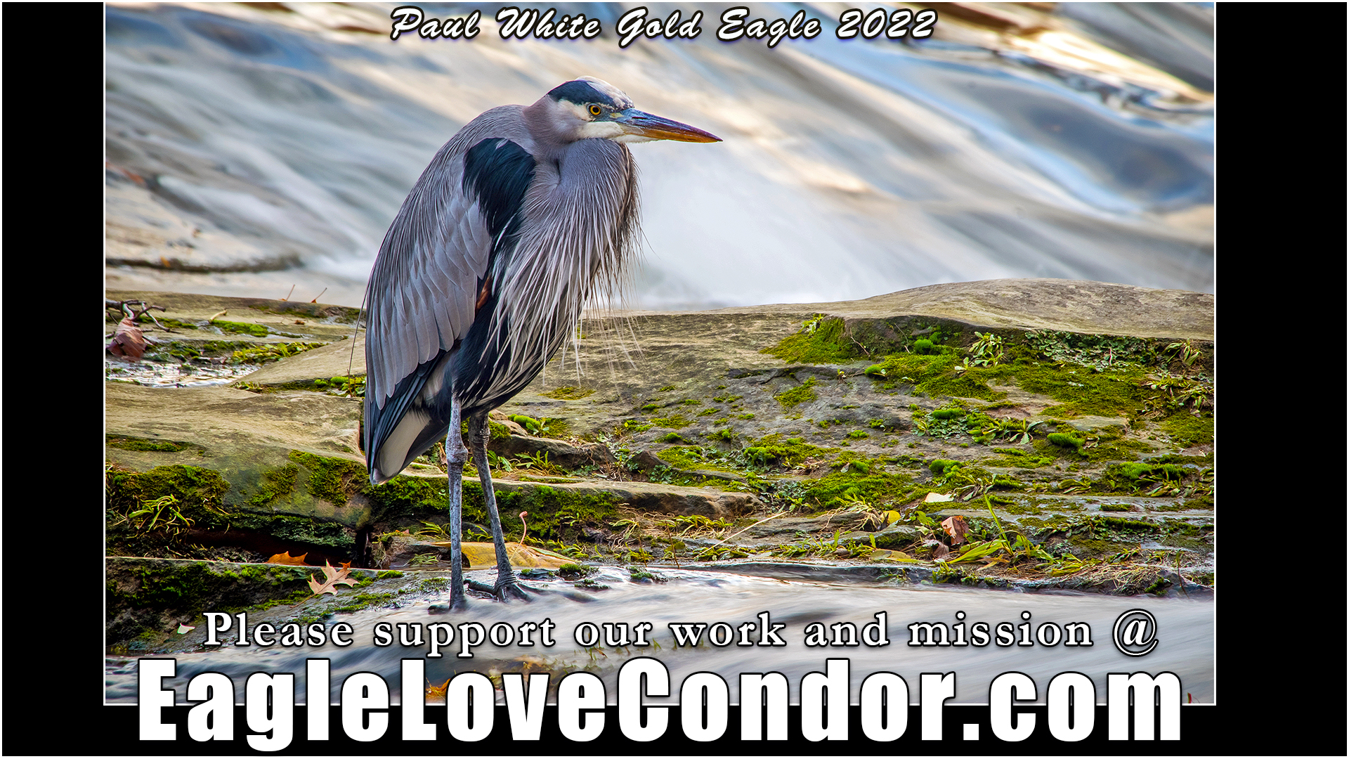 Great Blue Heron at Waterfall