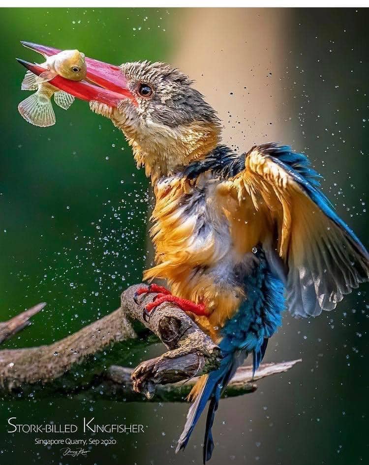 Stork-billed Kingfisher