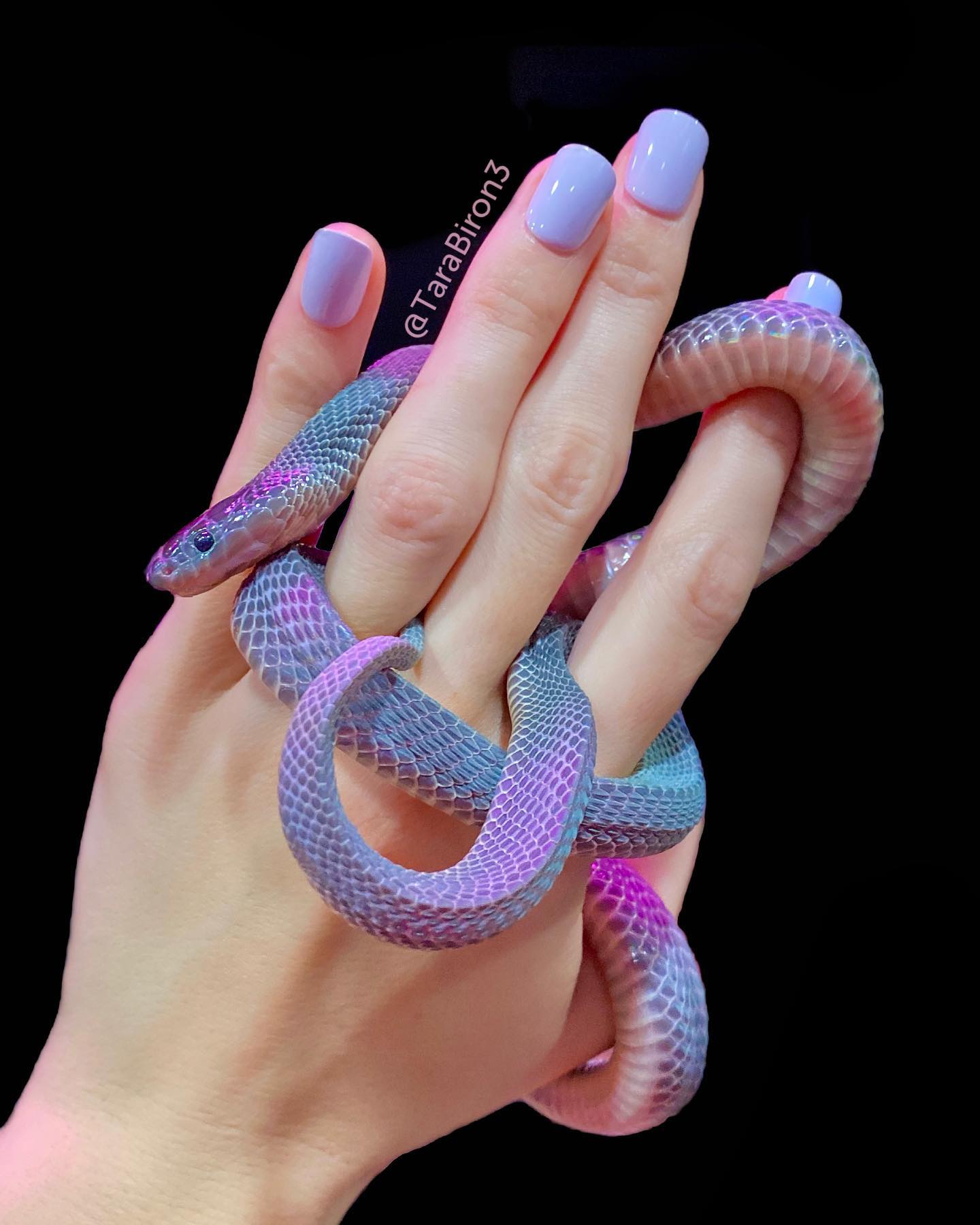 purple African file snake 