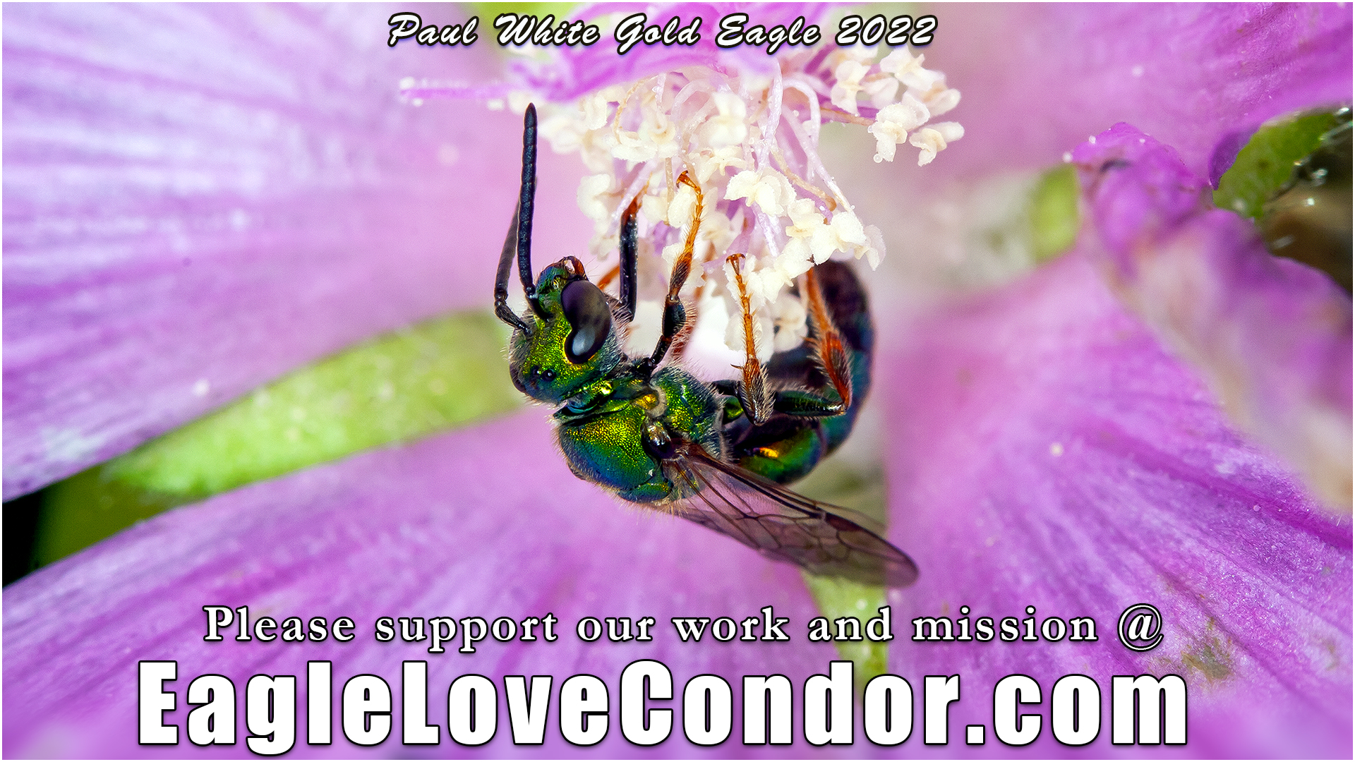 virescent green metallic bee