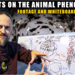 Read more about the article Strange Animal Behaviors all over the Planet ~ Earth Shifts and Ascension : Whiteboard Teaching