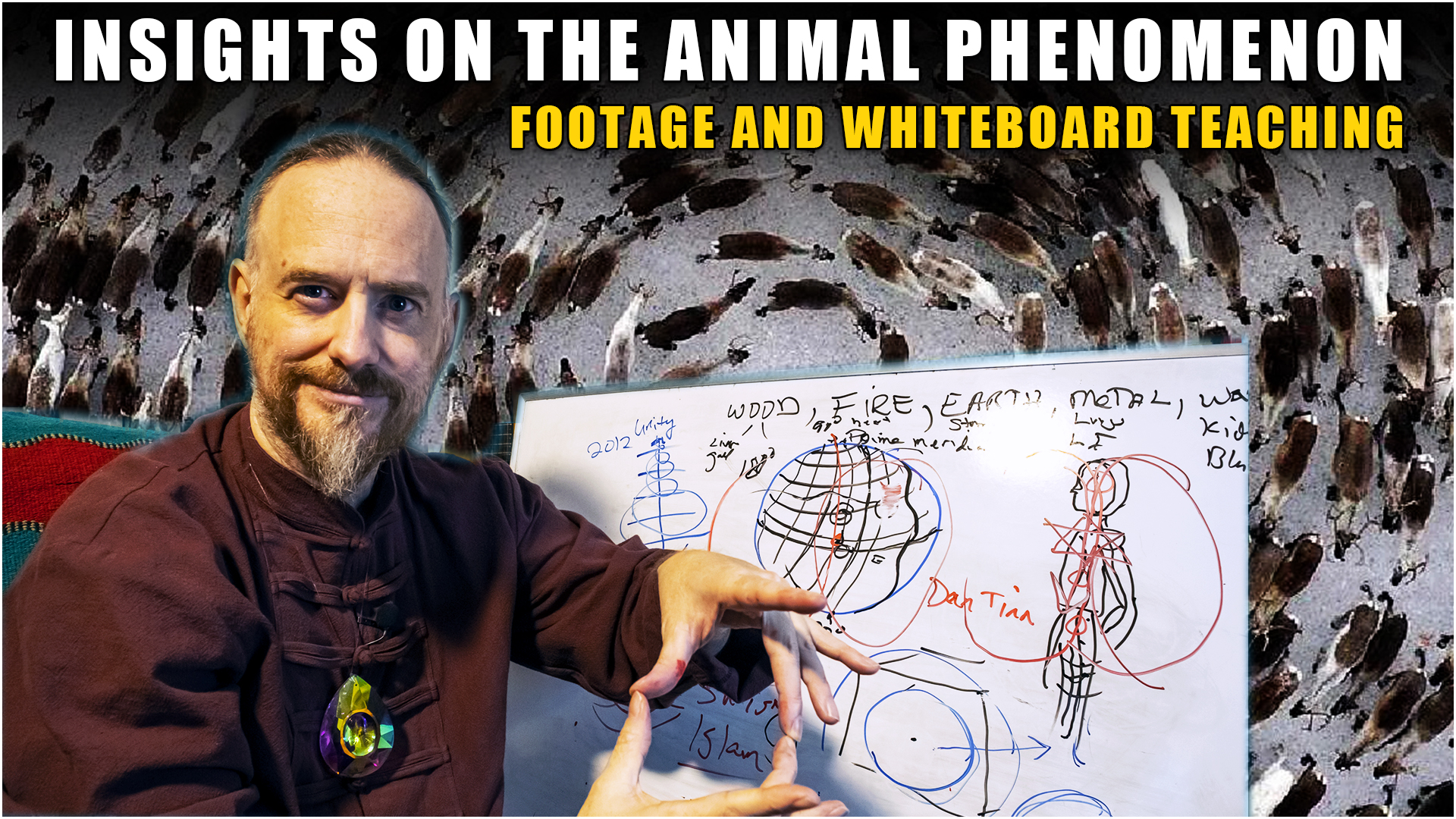You are currently viewing Strange Animal Behaviors all over the Planet ~ Earth Shifts and Ascension : Whiteboard Teaching
