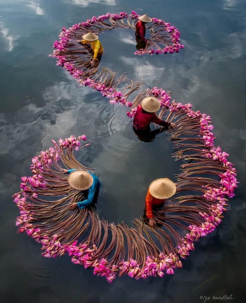 lotus harvesting