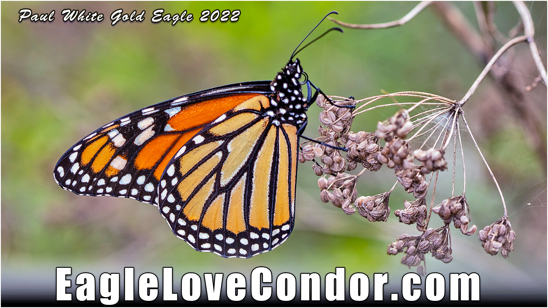 monarch butterfly