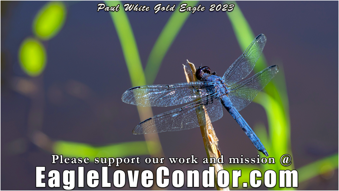 Blue-Darner-Dragonfly