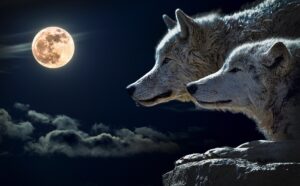 Read more about the article Full Wolf Moon in Cancer Ceremony