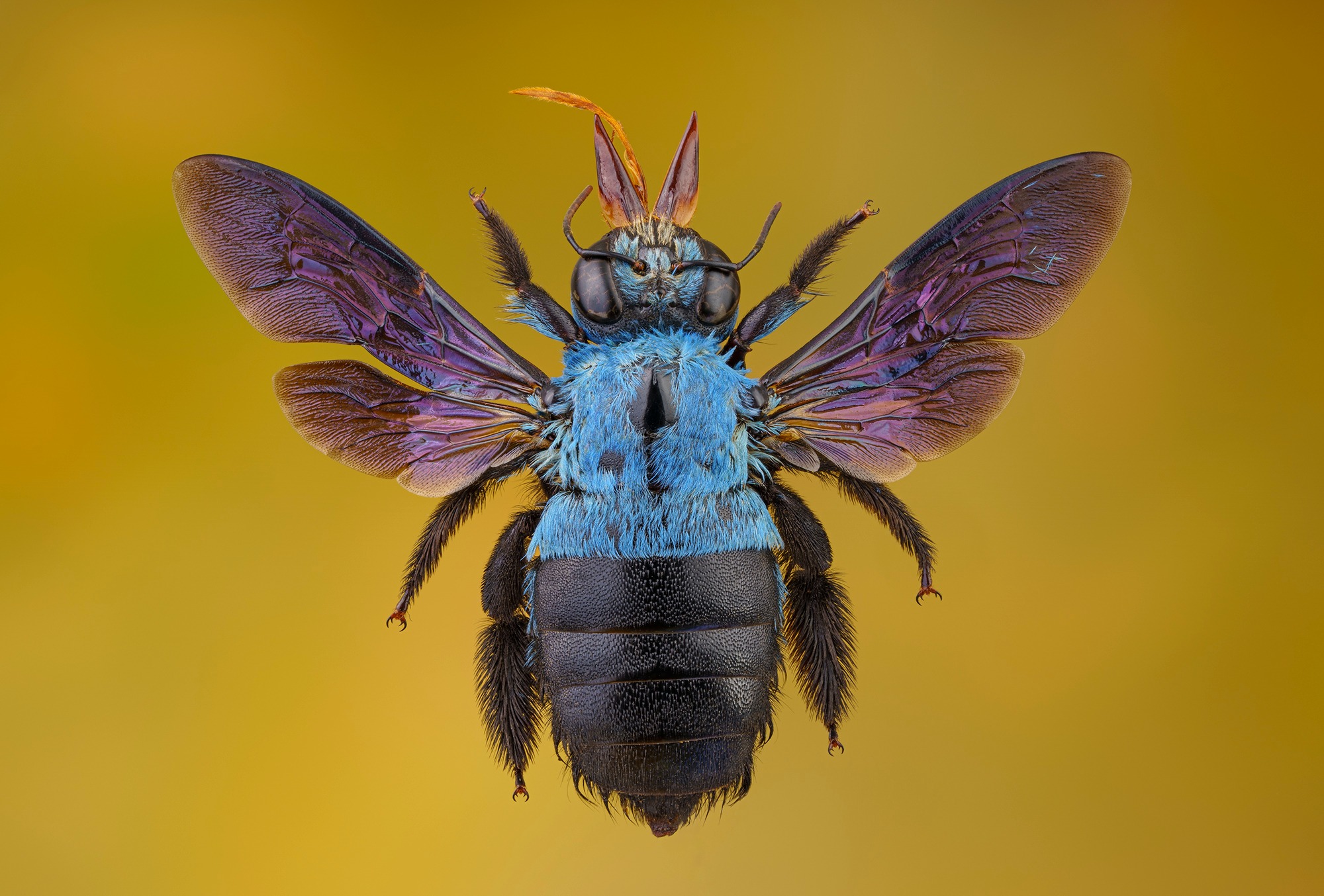 Blue carpenter bee