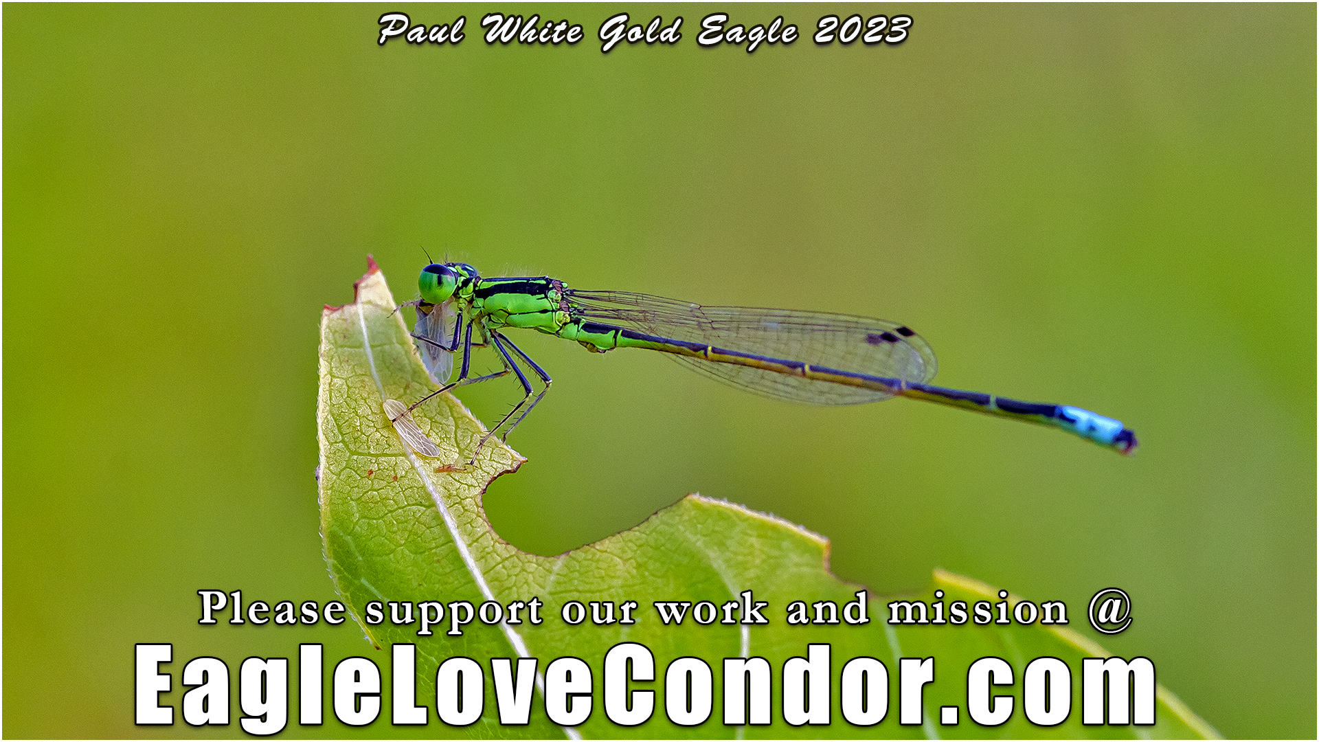 Damselfly Feeding