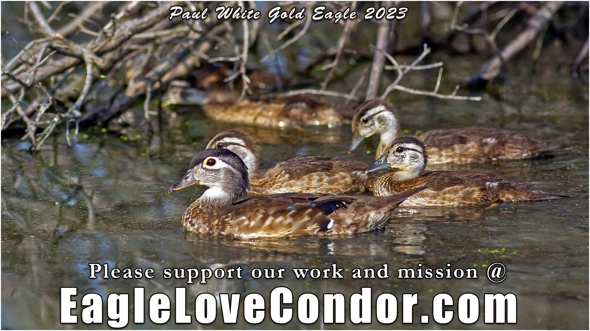 Mother Wood Duck with Young