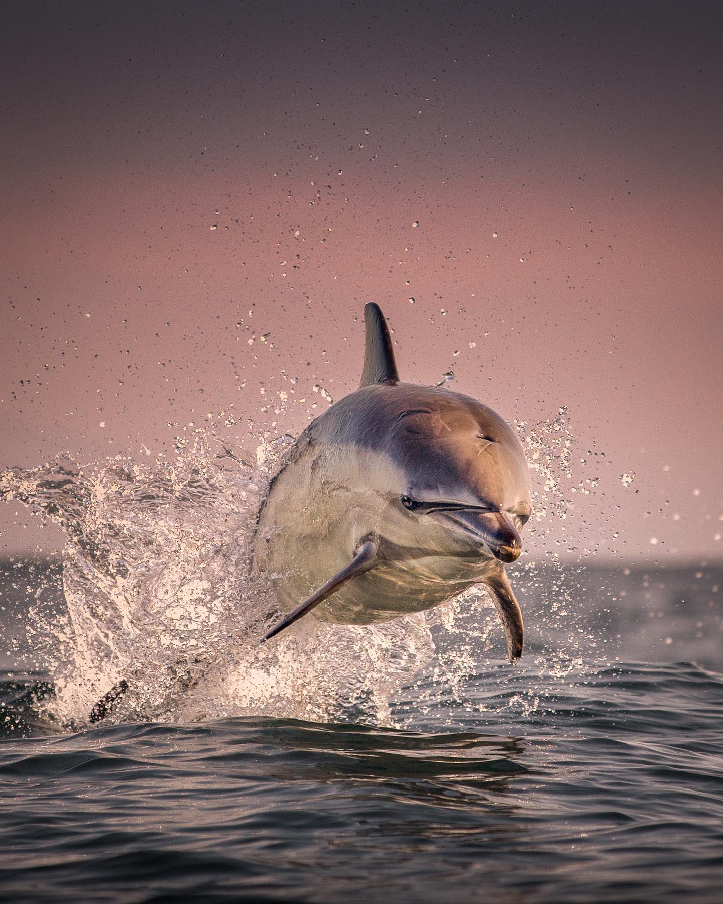 Dolphin Freedom