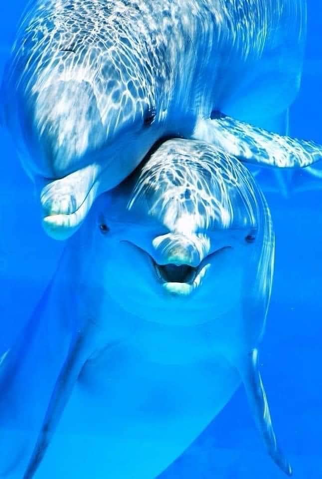 Dolphin Twins