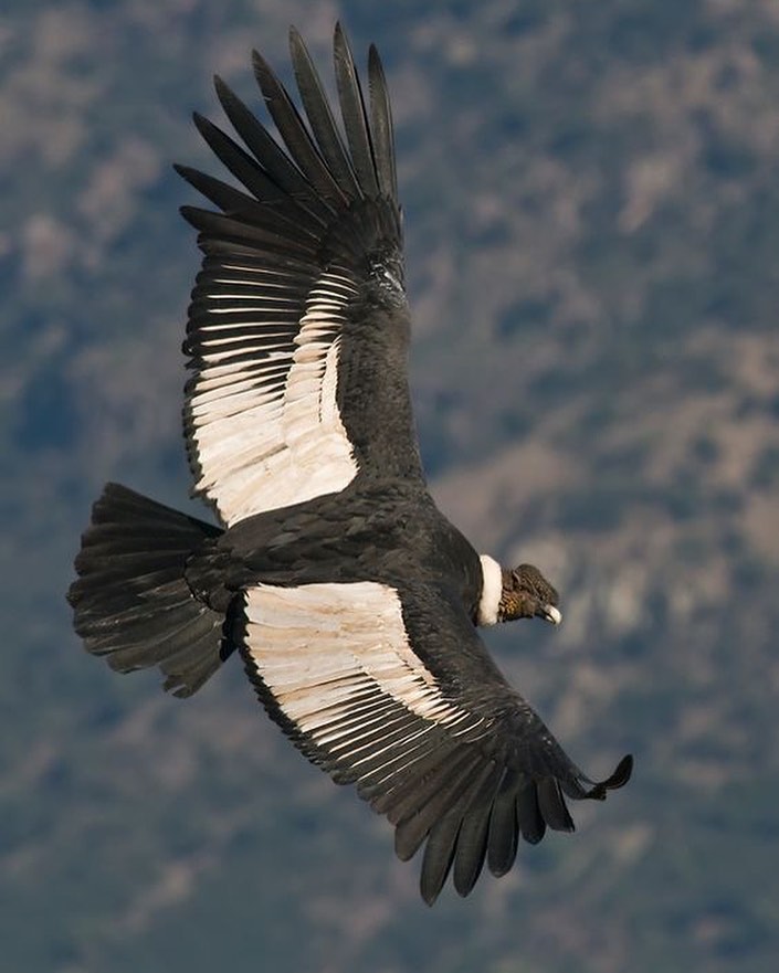 Condor