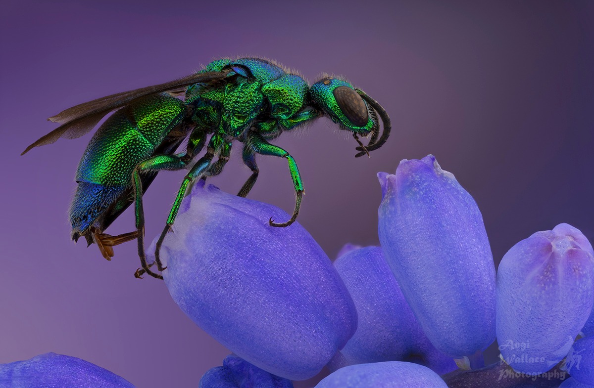 Cuckoo wasp