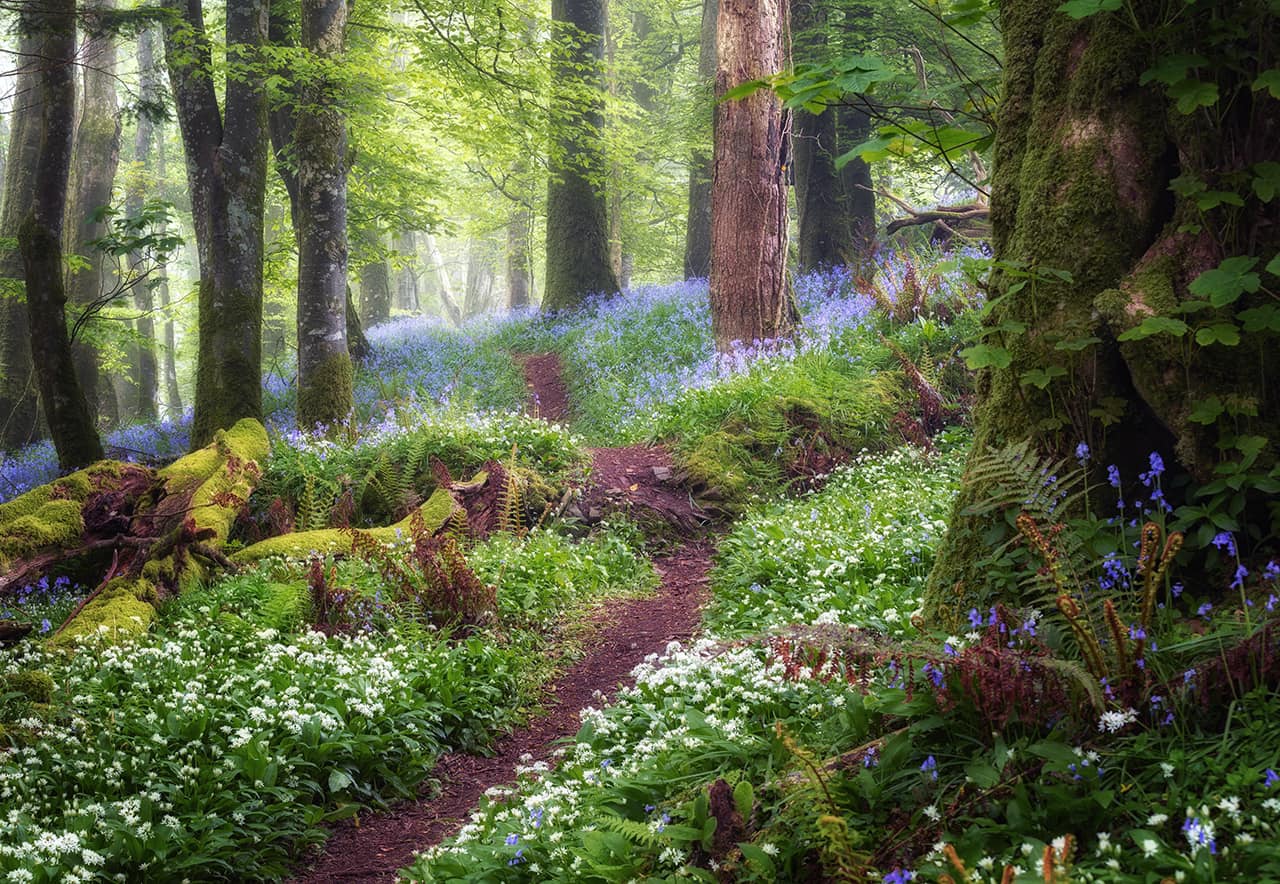 Pathway through wild garlic and bluebells in this old deciduous woodland in Devon England