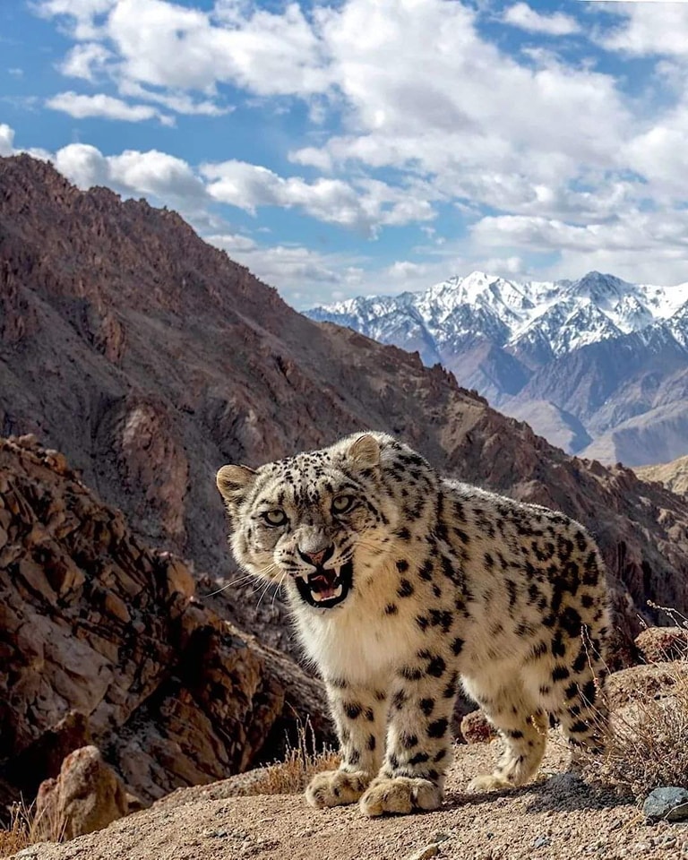 Snow Leopard in the mountains of Ladakh India
