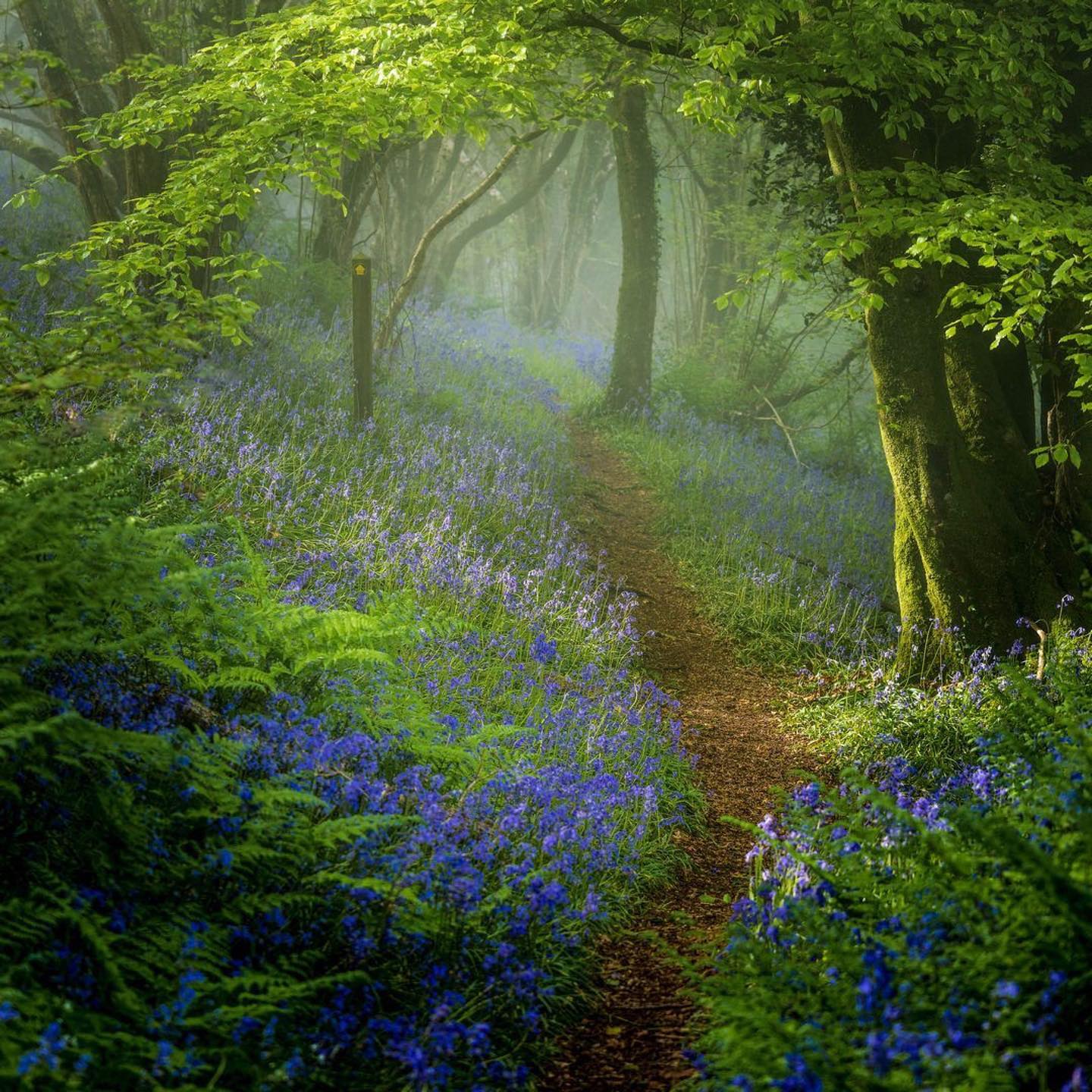 A magical scene in a Devonshire wood 