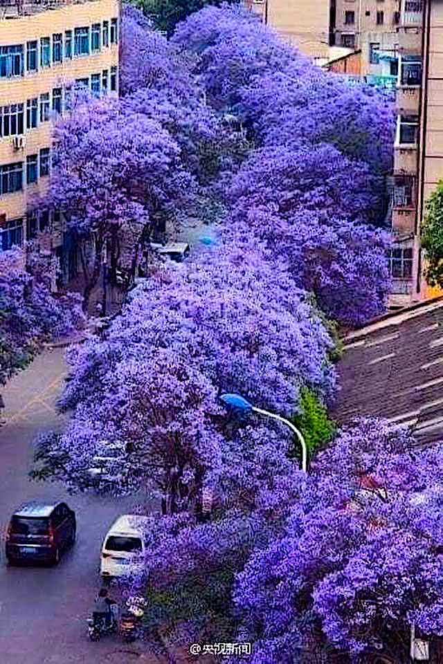 The wonderful tree lined streets of Buenos Aires, Argentina. 🇦🇷