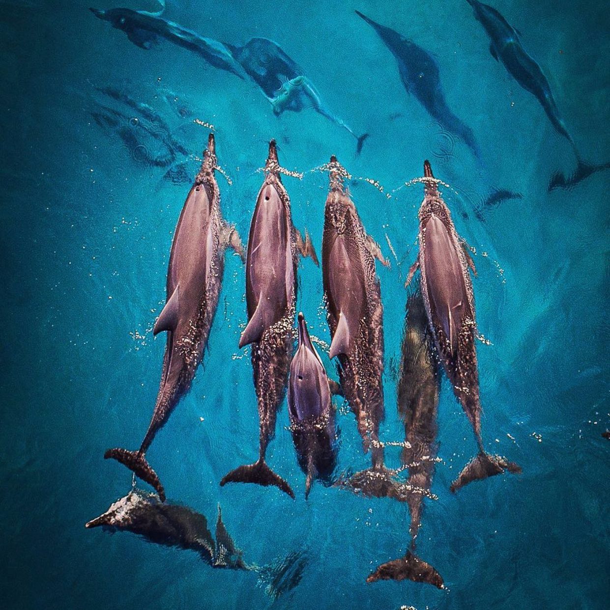Dolphins in Kaua'i
