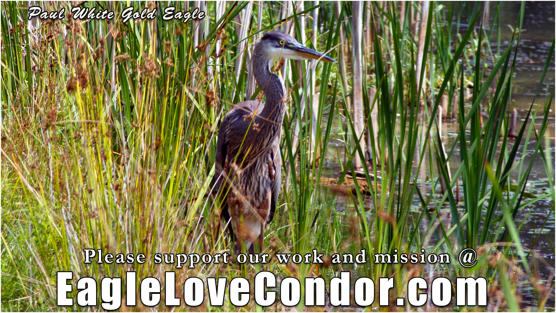 Great-Blue-Heron-in-tall-Grass