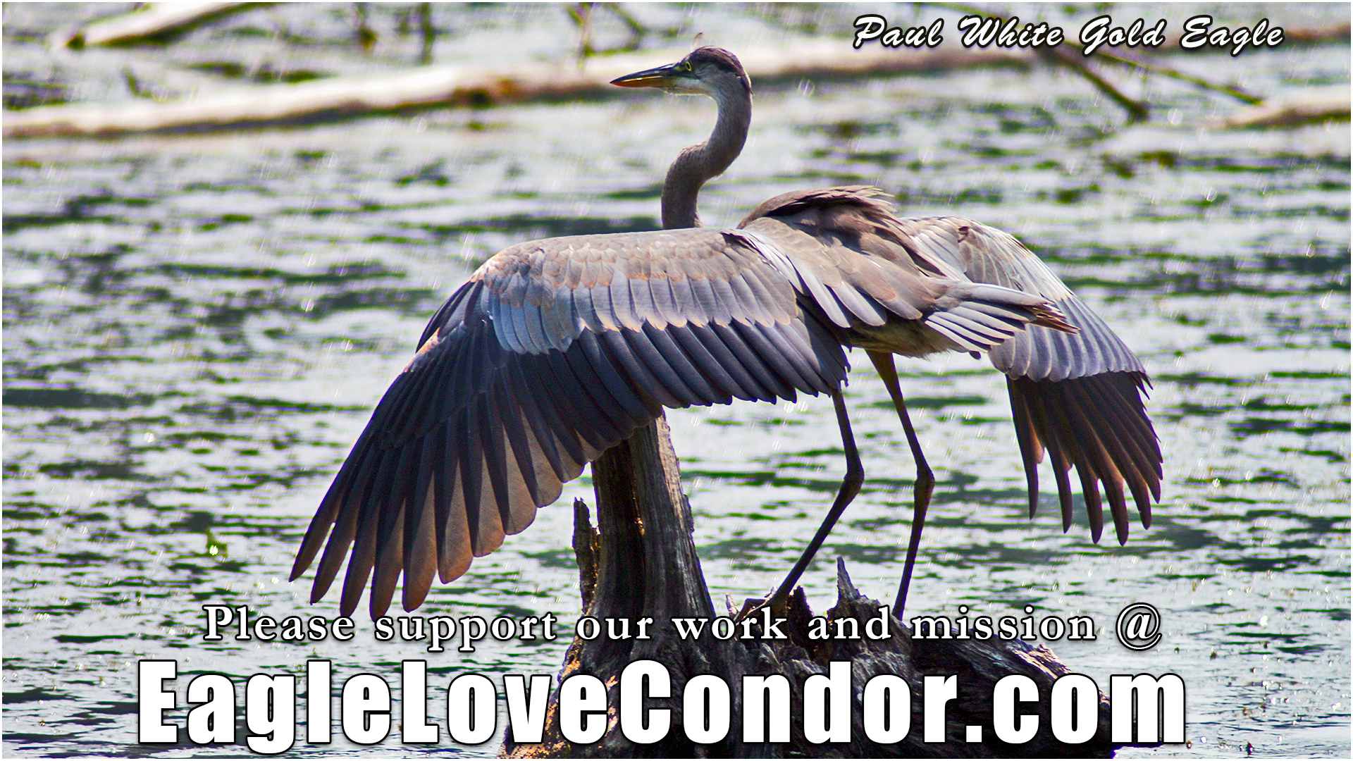 Great-Blue-Heron-wings-Spread