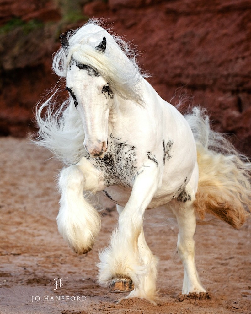 Gypsy Cobb stallion