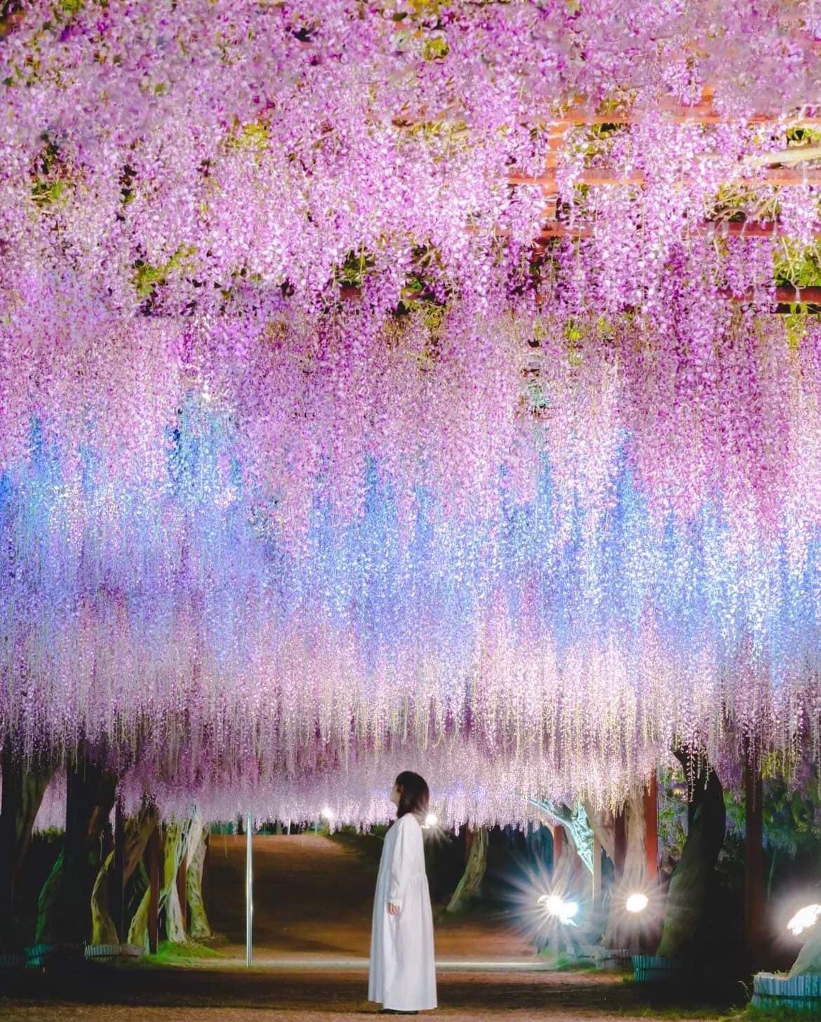 The Wisteria Flowers looked like an aurora Fuji Park Okayama Prefecture