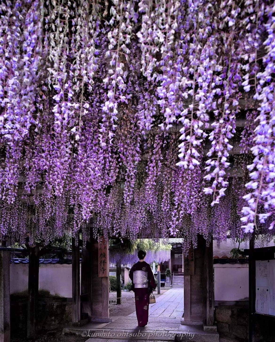 Wisteria blooming at Teishojij