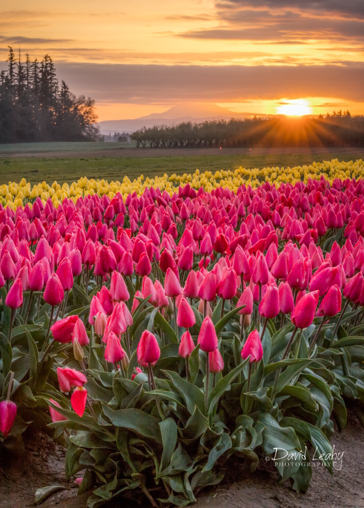 tulip sunrise from the Wooden Shoe Tulip Farm