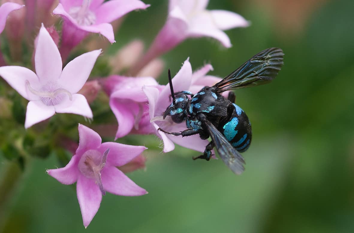 Chequered Cuckoo Bee