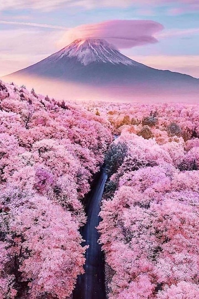 Cherry Blossom Forest in Japan
