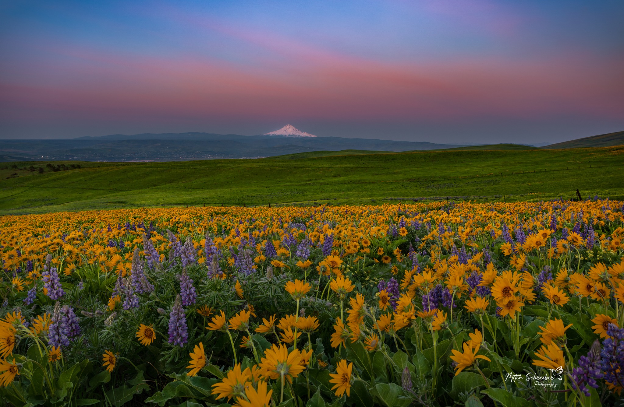 Columbia Hills Wildflower Sunrise ~ Mount Hood Shining way out there