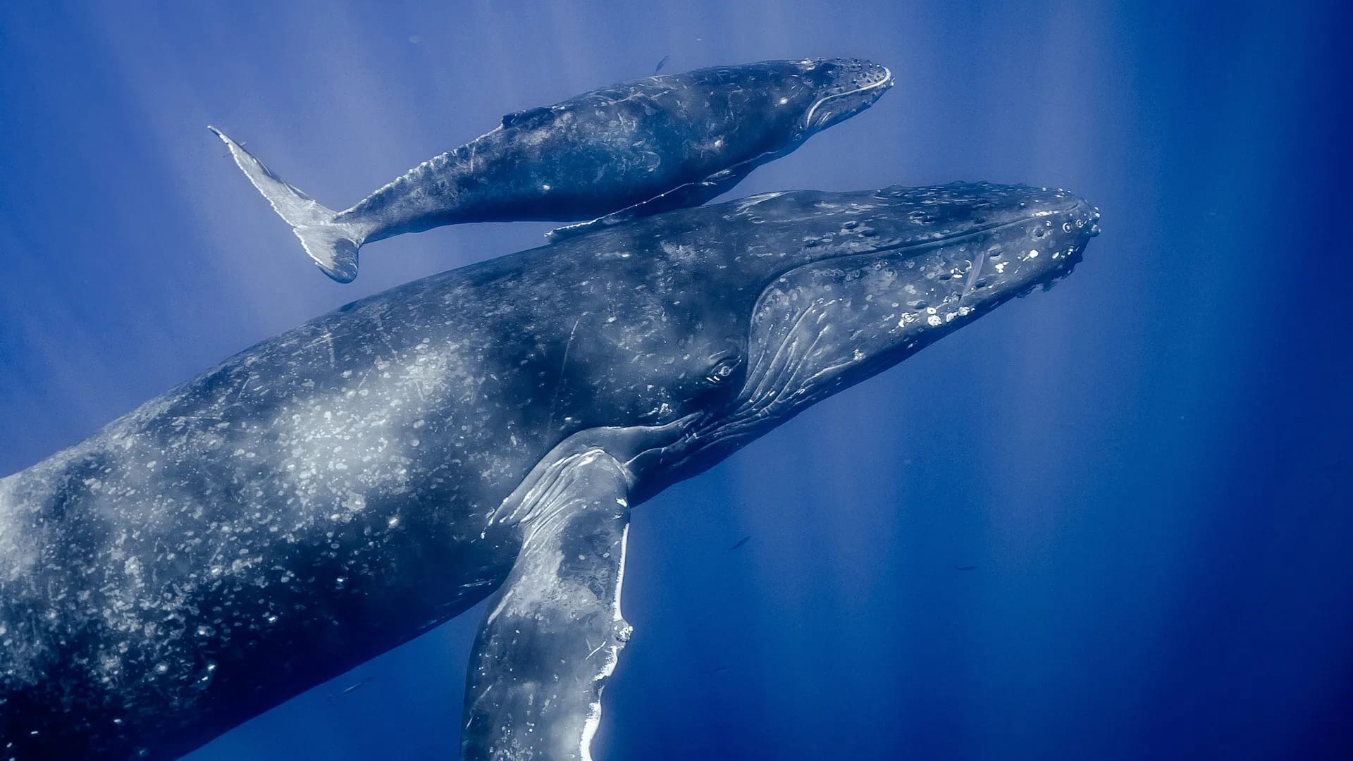 Diamond Plasma Waves of Humpback Whales