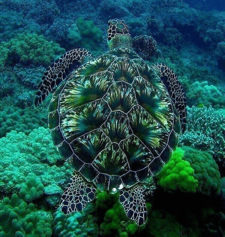 Emerald Turtle