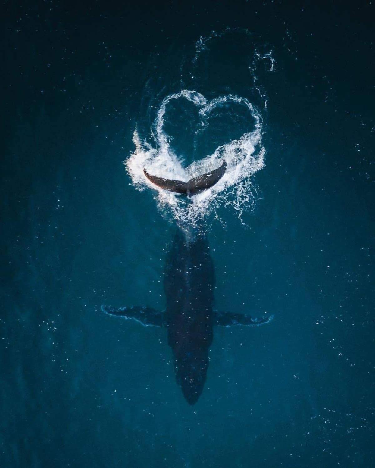 Whale Heart