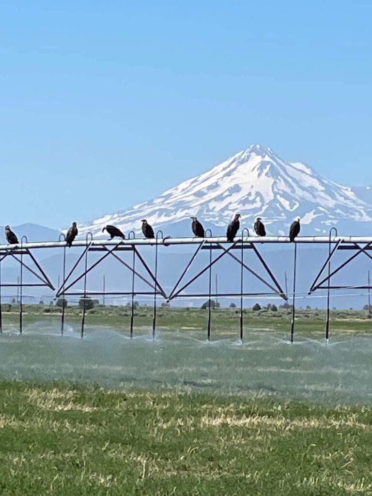 8 bald eagles on a hot summer day in Northern California 