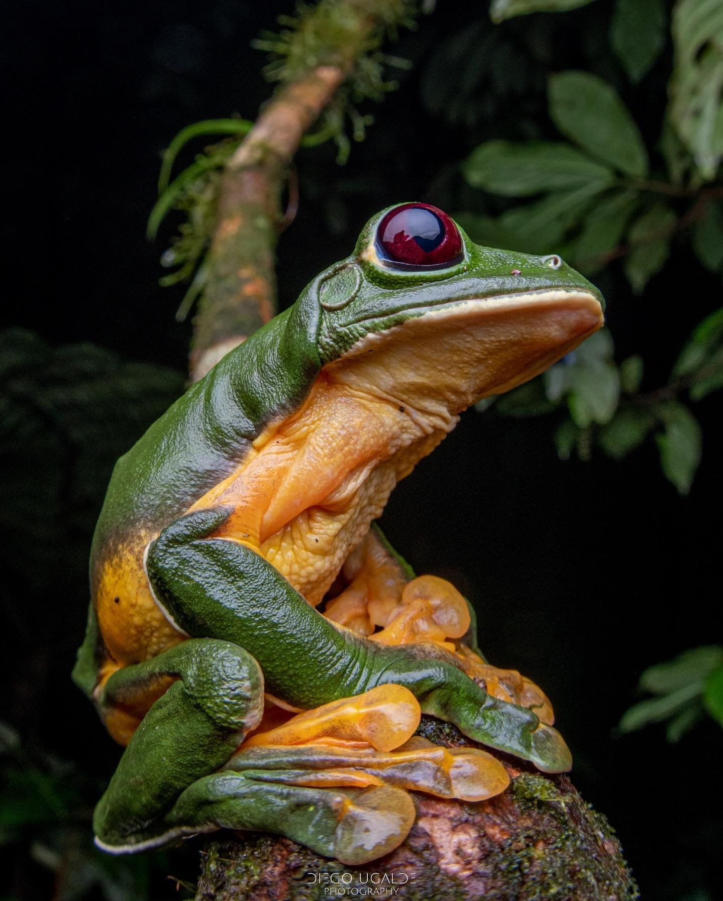 Agalychnis genus frogs 