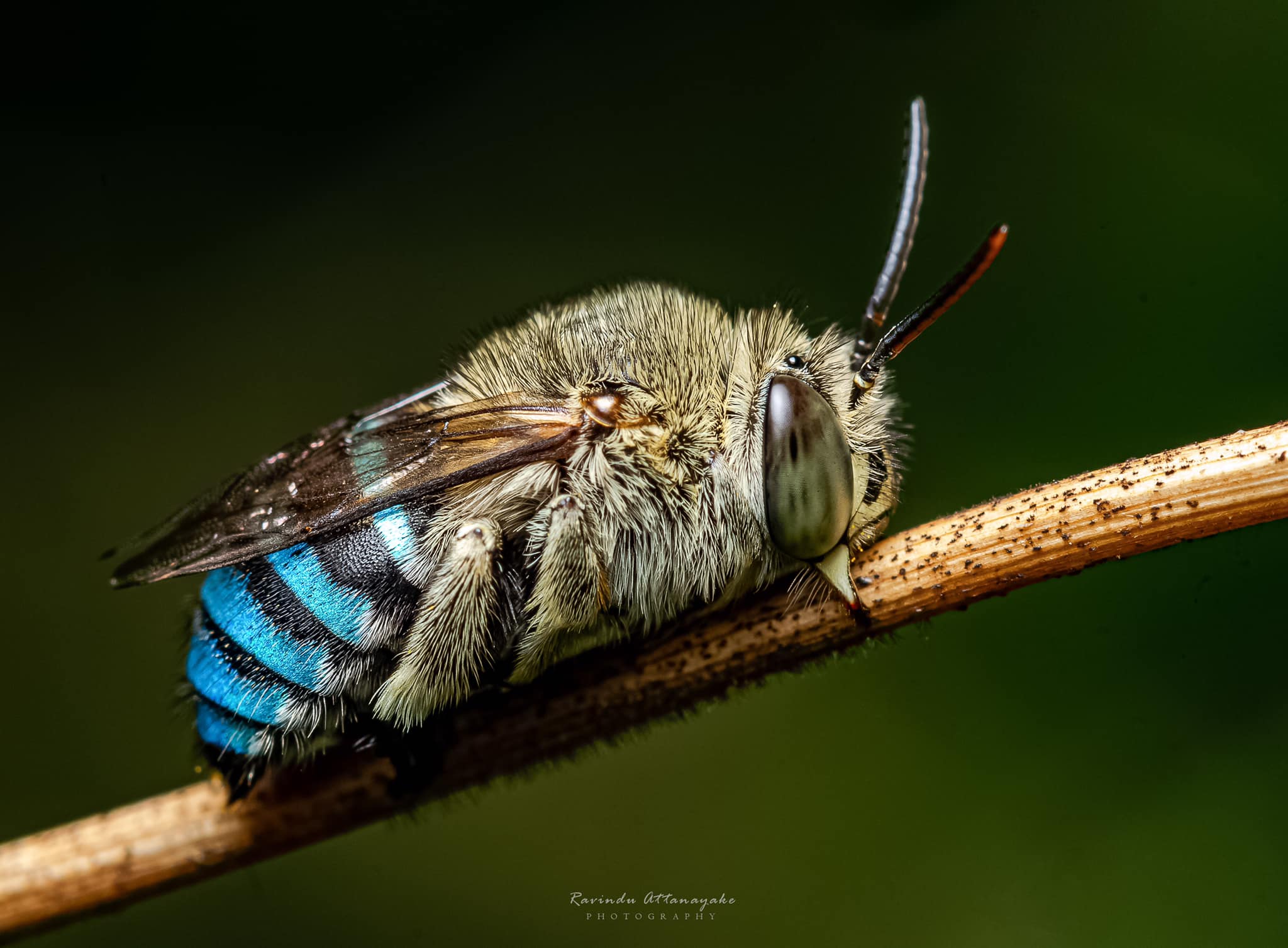 Blue-banded bee (Amegilla cingulata)