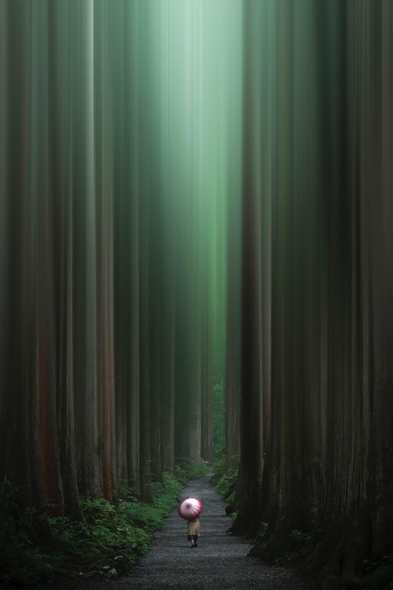 Into the mysterious forest by Bee