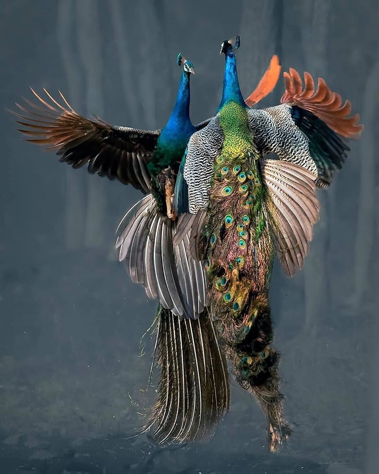 Peacock's dance