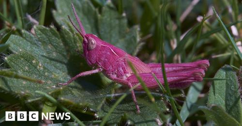 Pink Grasshopper