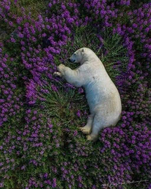 Polar Bear on Wildflowers