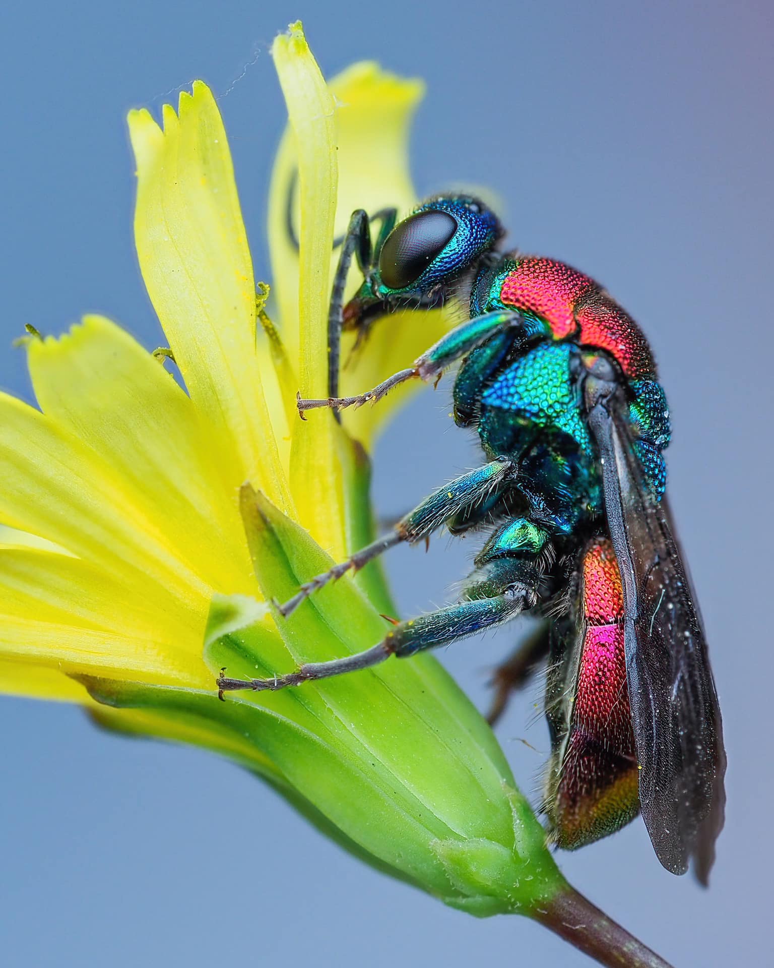 Ruby tail wasp Nottinghamshire