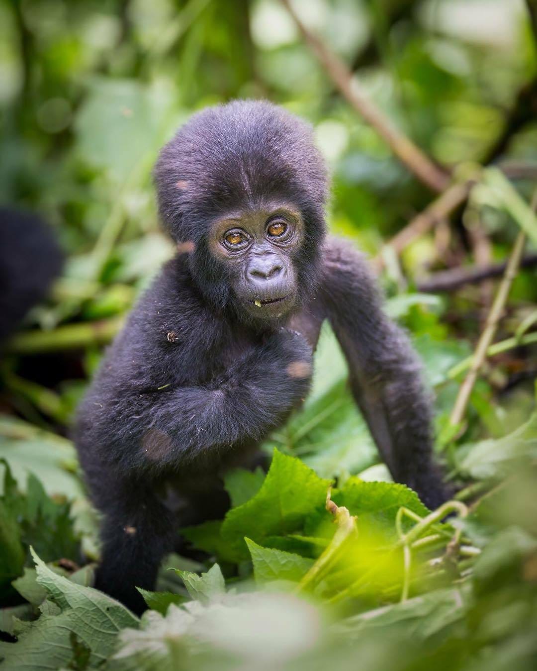 mountain gorilla in Uganda