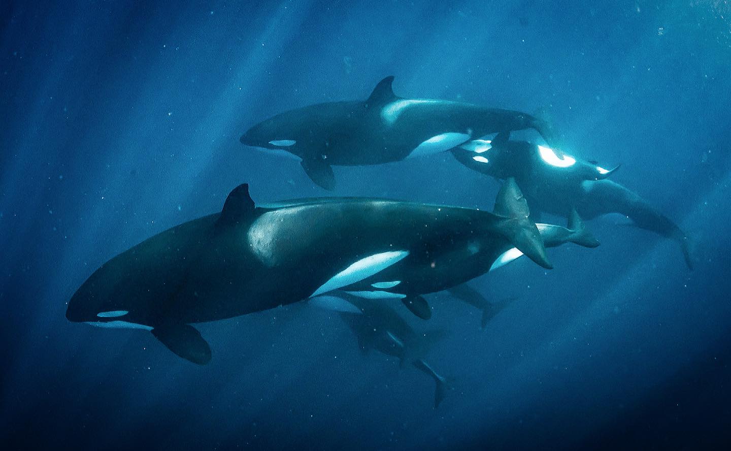 two orca calves